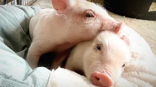 Rescue Pigs Get The Spa Day of Their Dreams