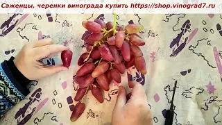 31 октября и виноград Дубовский розовый на пасынках, вкус хороший, при обрезке куста пошел на ура.