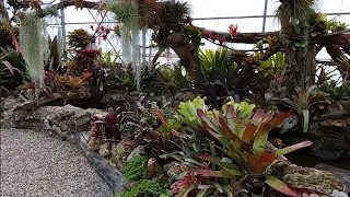 Many Varieties of Bromeliads ,Beautiful Garden