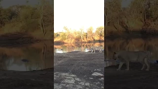 Lion vs. Crocodile