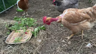 «ВЕЧЕРНИЙ Дозор» 🐔Слышу и понимаю ГОЛОСА животных 👽😲Они сами ко мне идут