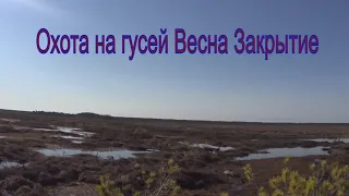 Охота на гусей 2021 Закрытие. Гусь был. Весь на кислороде.