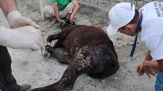 хайвонни чиккан оёгини жойига солиш ва ундан кейинги тадбирлар