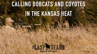 Calling Bobcats and Coyotes in the Kansas Heat | The Last Stand S3:E5 | November in Kansas