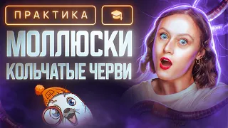 Кольчатые черви. Моллюски | ЕГЭ-2024 по биологии