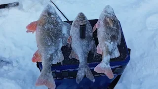 Зимняя рыбалка 2019. Бойня на Эльд-Яхе в глухозимье.