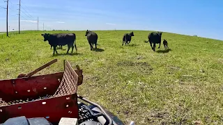 These New Cows Are Escape Artists!!