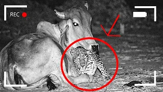 He set up a camera to know why a leopard visits his cow at night? The reason was unbelievable