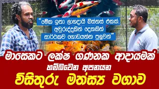 මාසෙකට ලක්ෂ ගණනක ආදායමක් ලැබෙන අපනයන විසිතුරු මත්ස්‍ය වගාව | How to export ornamental fish ?