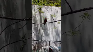 Vermilion Fly Catcher (Pyrocephalus rubinus)