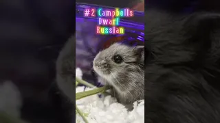 Funny and Cute Hamsters Video Compilation