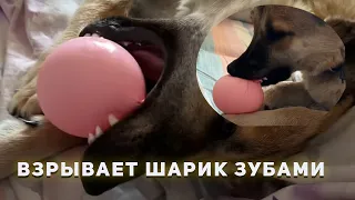 Взорвался воздушный шар в зубах собаки 🤪