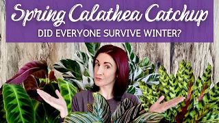 See Who Thrived and Who Struggled Over the Winter in This Spring Calathea Catchup!