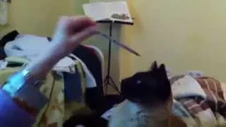 Siamese cat plays hi 5
