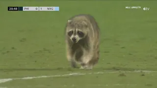 Raccoon invades the field during an MLS game