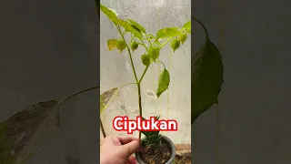 Ciplukan #ciplukan #pohon #tanaman #buah #fruit #tree #plants #fyp #herbal #viral #trending