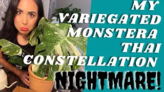 My Monstera Thai Constellation Nightmare/ Saving from Root rot