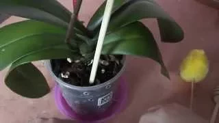 Когда поливать орхидею. Как определить высох ли субстрат When watering orchids