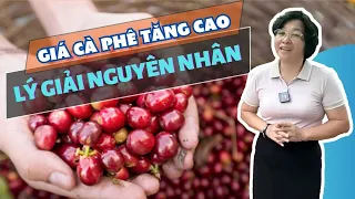 Phân Tích: Vì Sao Giá Cà Phê Tăng Vọt Hơn 70.000 đồng/kg?