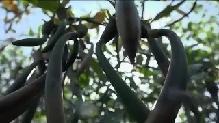 Climate change could impact mangroves ability to recover