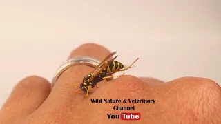 European paper wasp (Polistes dominula). Exotic vet proves that wasps not dangerous to humans