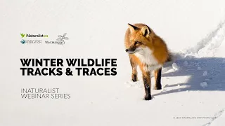 Winter Wildlife Tracks & Traces