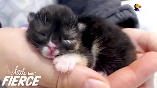 This Cleftie Kitten Is A Teeny-Tiny Superhero | The Dodo Little But Fierce