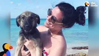 Woman's Vacation Turns Into A Dog Rescue Mission - RUMBA | The Dodo