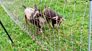 Goats vs Electrified Poultry Netting
