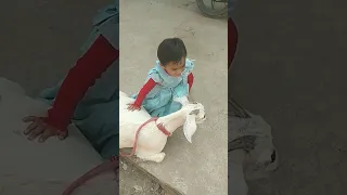 amaira n bakri bhga di 🤣 #shorts  #viral #thegeetagurjar  #youtubeshorts