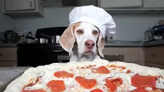 Dog Makes Pizza: Cute Dog Maymo