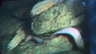 3D Video  - ocean world [HD]