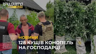 128 кущів конопель на господарці: на Львівщині затримали розповсюджувача наркотиків
