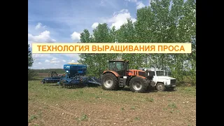 Технология выращивания проса