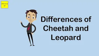 Differences of Cheetah and Leopard