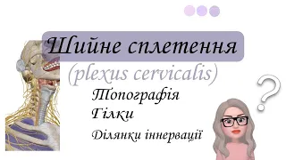 Шийне сплетення. Plexus cervicalis. Топографія. гілки та ділянки іннервації.