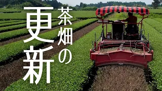 茶畑の再生！～茶畑の更新作業