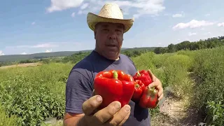 VEGETABLE FARMER SHARES HIS SECRET TO AMAZING VEGETABLES