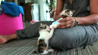 feeding baby cat ( bottle feed)