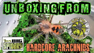 Tarantula UNBOXING from Hardcore Arachnids