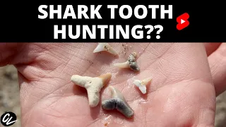 You can hunt for shark teeth?!