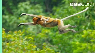 Proboscis Monkeys Leap Into Crocodile-Infested River | BBC Earth