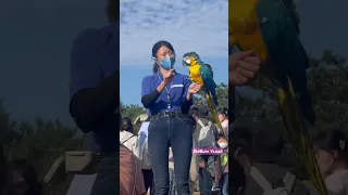 Bird show | Nasu Animal Kingdom