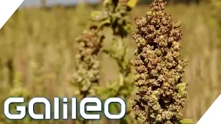 Superfood aus Deutschland: Wie gesund ist Quinoa? | Galileo | ProSieben