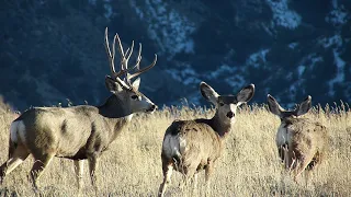 Oak Creek Utah Wildlife