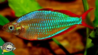 The Best Rainbow Fish Aquariums