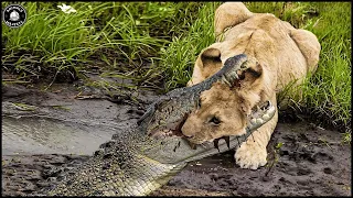 20 Craziest Moments When Crocodile Attacks Lion And What Happens Next? | Animals Fight