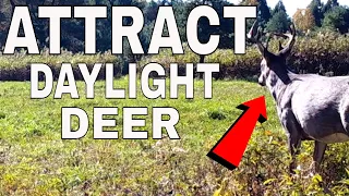 INCREDIBLE Ways To Attract Deer To Your Property 2021
