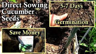How to Direct Sow Cucumbers Seeds, Conserve Resources, & Save Money: They Germinate in 5-7 Days!