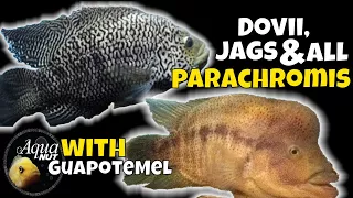 Dovii Wolf Cichlid, JaguarJag Cichlid & ALL Parachromis Care 🐟 Meanest Cichlids